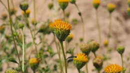 Sivun Encelia frutescens (A. Gray) A. Gray kuva