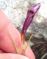 Image of rosy sandcrocus