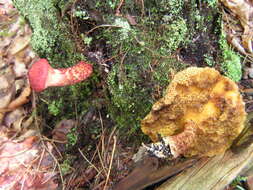 Image of Clinton’s boletus