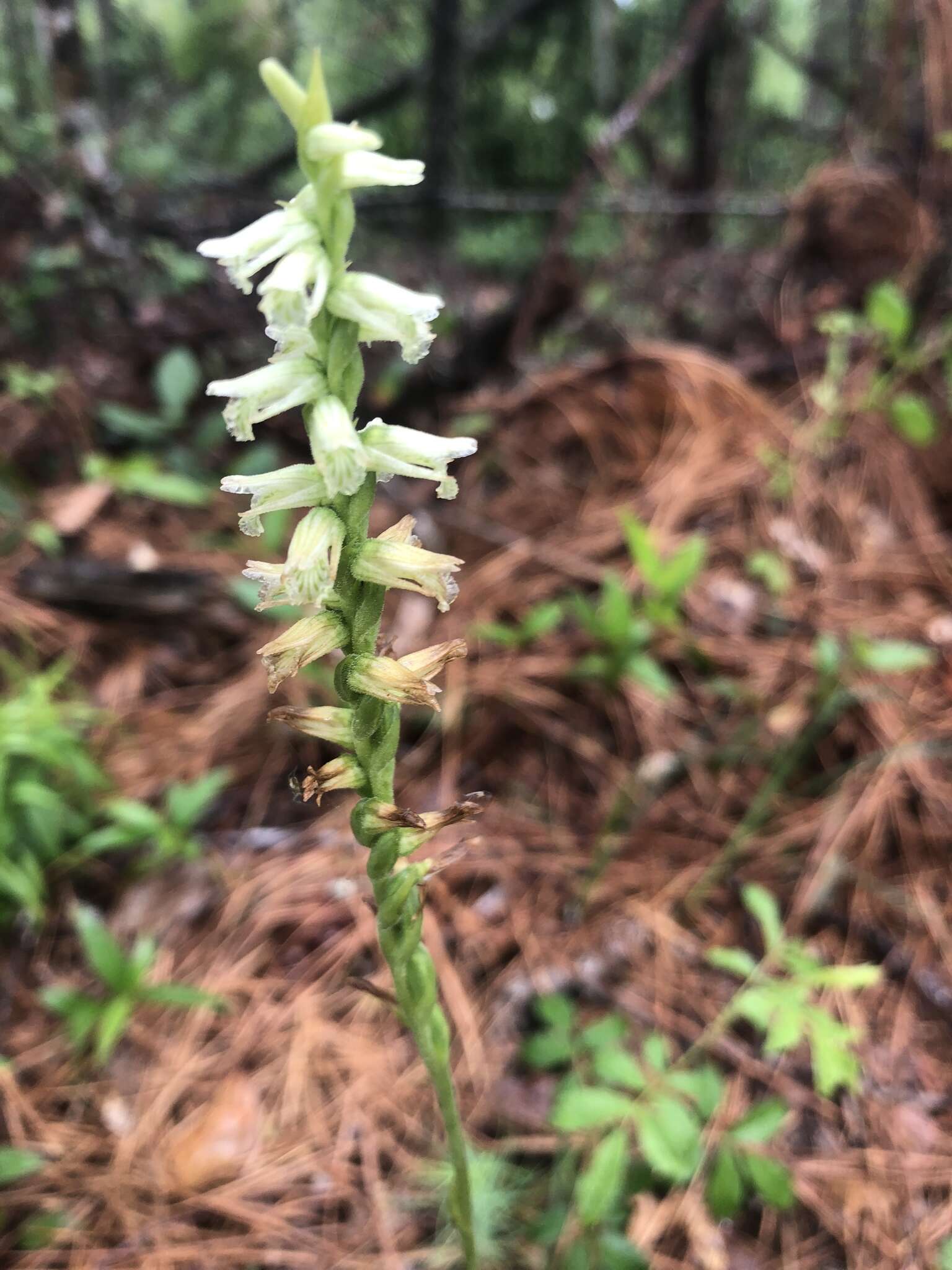 Image of Spiranthes sylvatica P. M. Br.