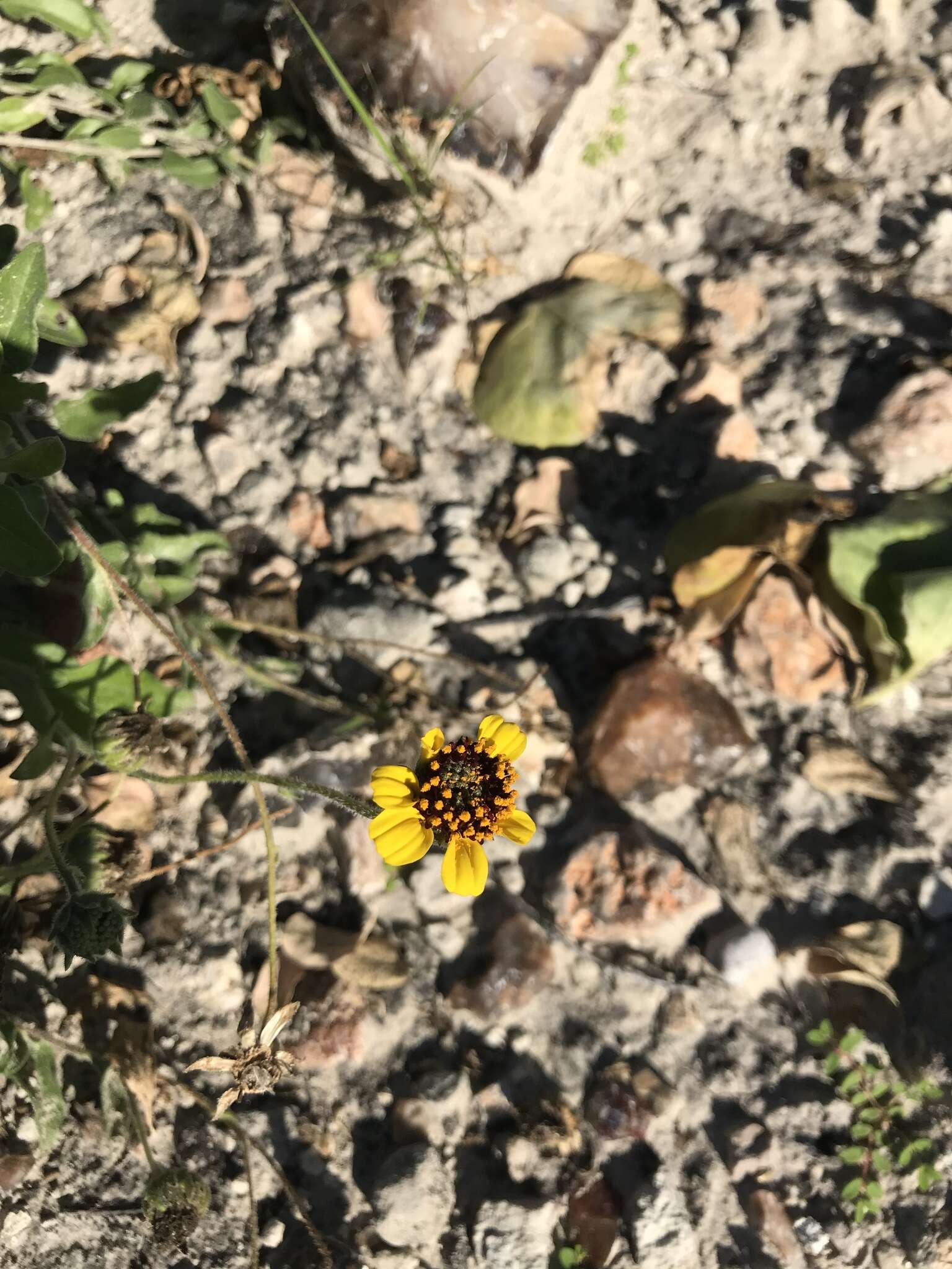 Sivun Encelia palmeri Vasey & N. E. Rose kuva