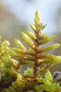 Image of entodon moss