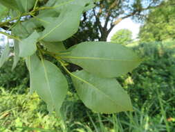 Image of Salix chaenomeloides Kimura