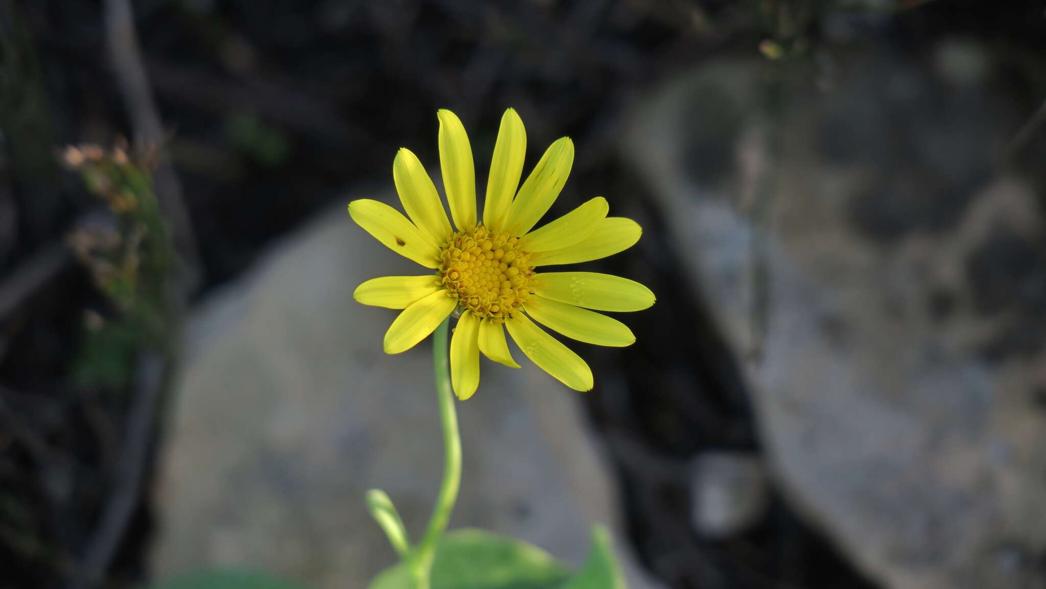 Image of Othonna rufibarbis Harv.