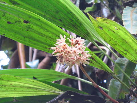 Image of Xylobium leontoglossum (Rchb. fil.) Benth. ex Rolfe