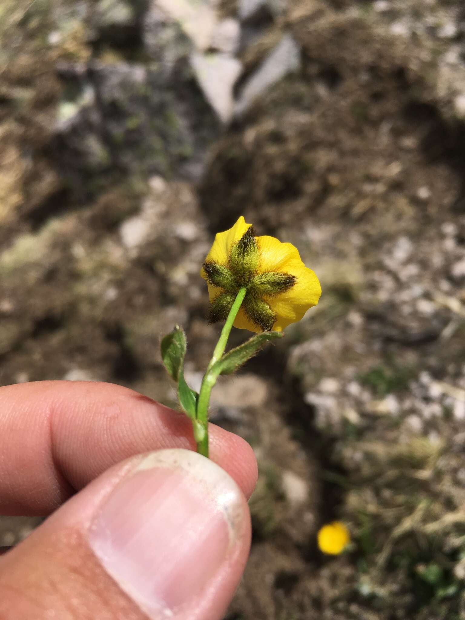 Image of Rocky Mountain Buttercup