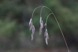 Image of arctic brome