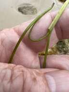 Image of Manatee Grass