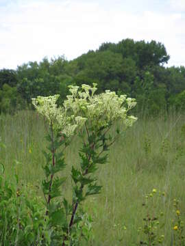 Arnoglossum atriplicifolium (L.) H. Rob. resmi