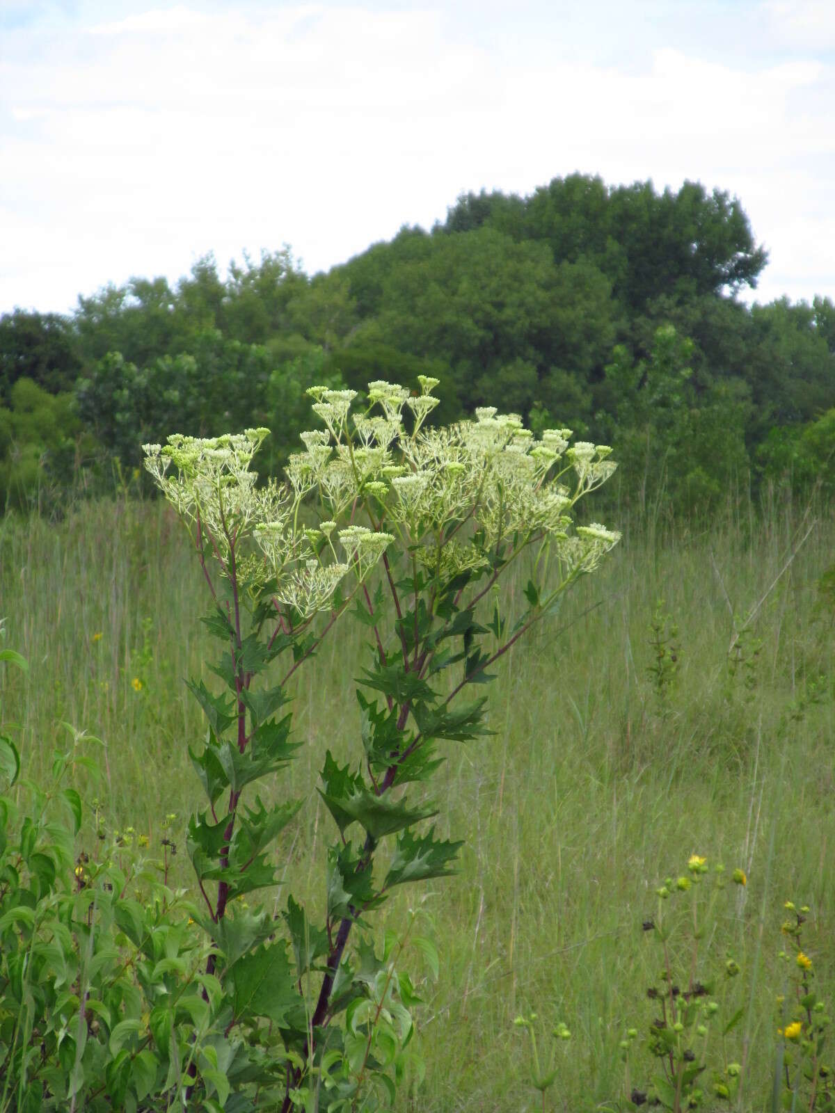 Image of pale Indian plantain