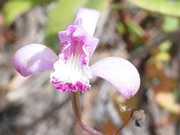 Image of Bletia lilacina A. Rich. & Galeotti