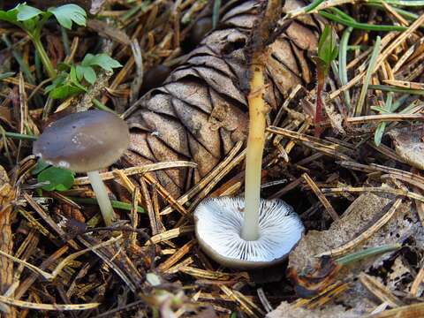 Image of sprucecone cap