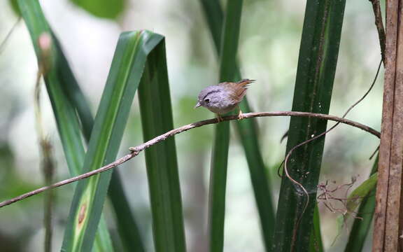 Image of Mountain Fulvetta