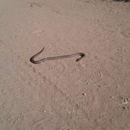 Image of Burton's Legless Lizard