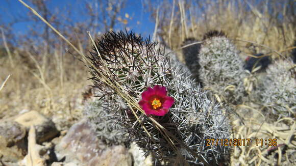 Image of Mammillaria sphacelata subsp. sphacelata