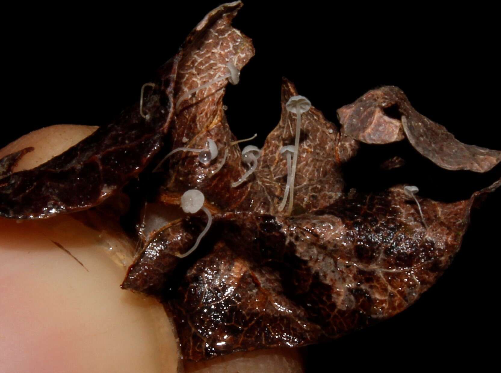 Image of Hemimycena mauretanica (Maire) Singer 1943