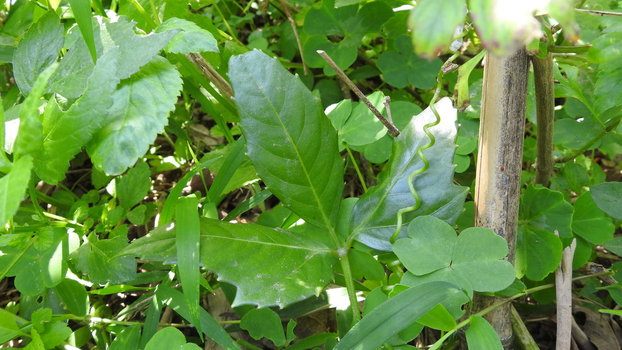 Image of Tetrastigma hemsleyanum Diels & Gilg