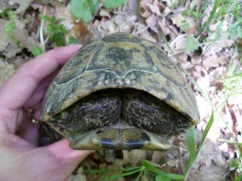 Image of Hermann’s Tortoise