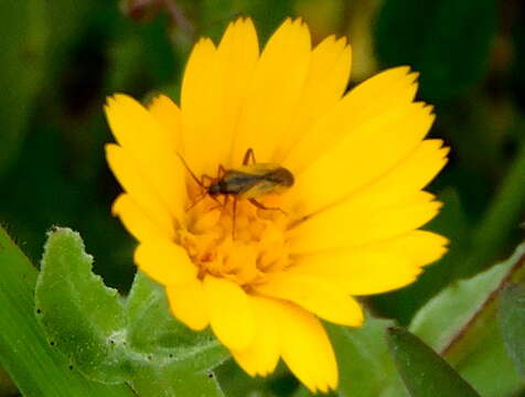 Image of Macrotylus nigricornis Fieber 1864