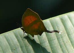 Image of Yasoda tripunctata (Hewitson 1863)