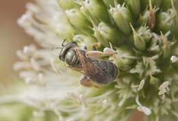 صورة Halictus gemmeus Dours 1872