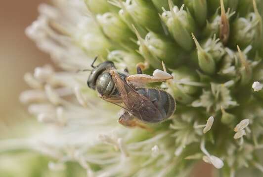 Halictus gemmeus Dours 1872的圖片