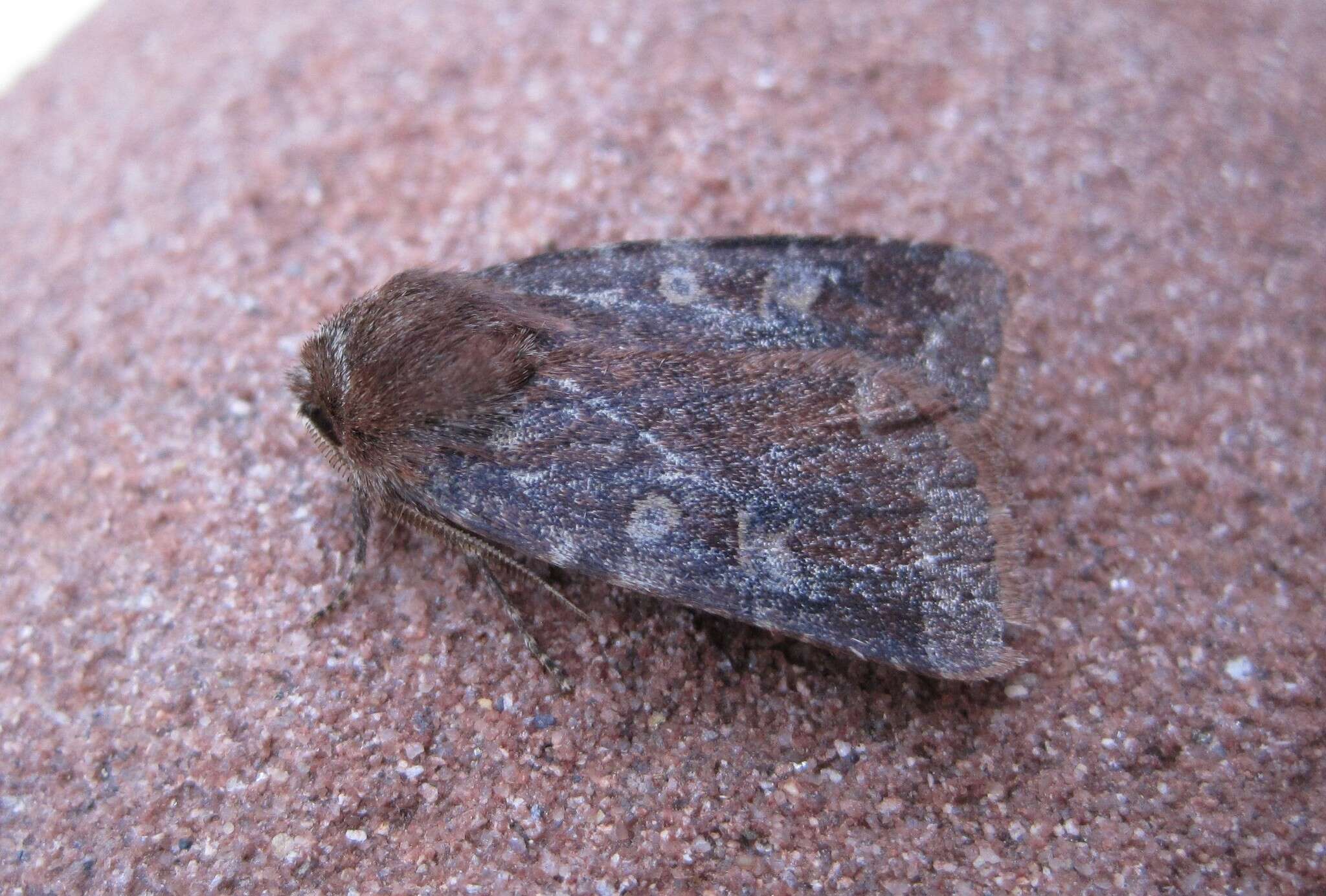 Слика од Cerastis tenebrifera Walker 1865