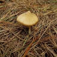 صورة Entoloma cuneatum (Bres.) M. M. Moser 1978