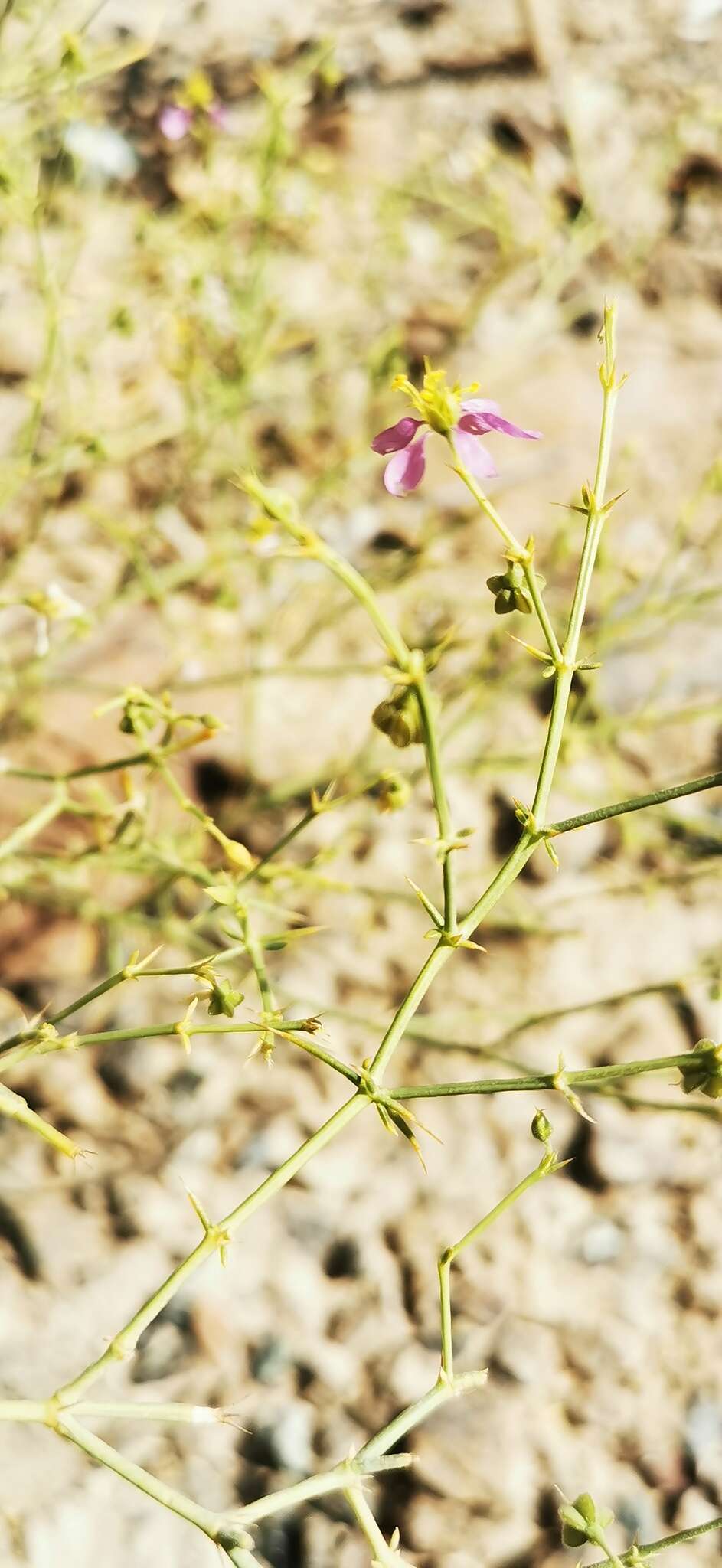 Image of Fagonia indica Burm. fil.