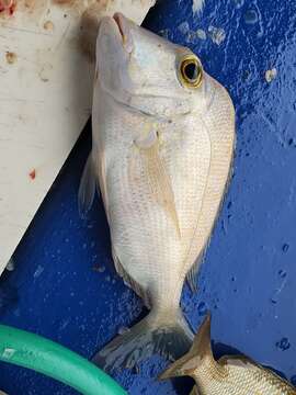 Image of Knobbed Porgy