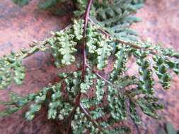 Image of Cheilanthes multifida subsp. multifida