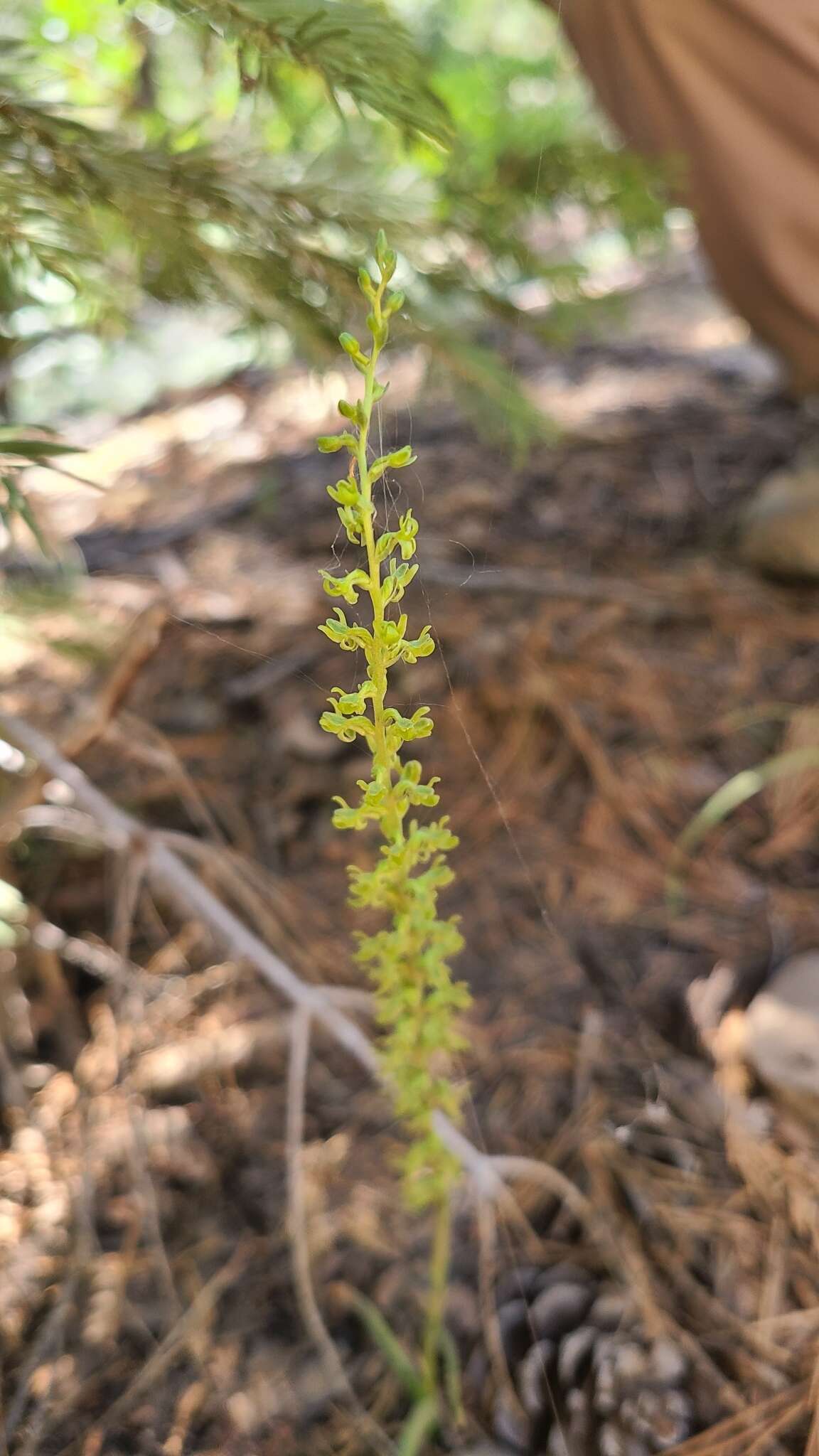 Image of Coleman's piperia