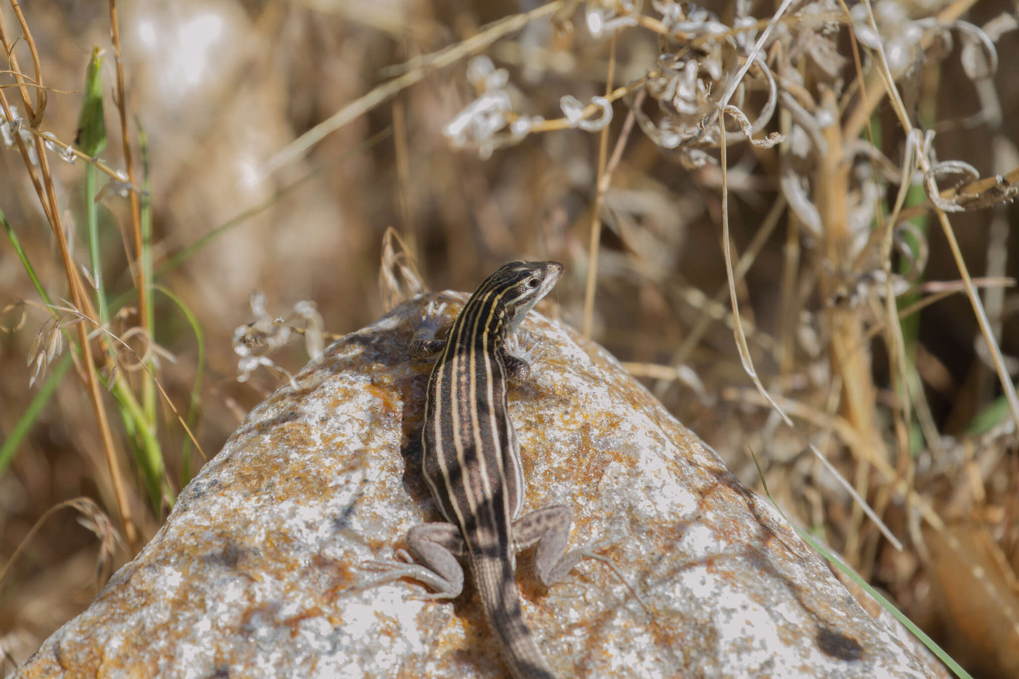 Image of Plateau Striped Whiptail