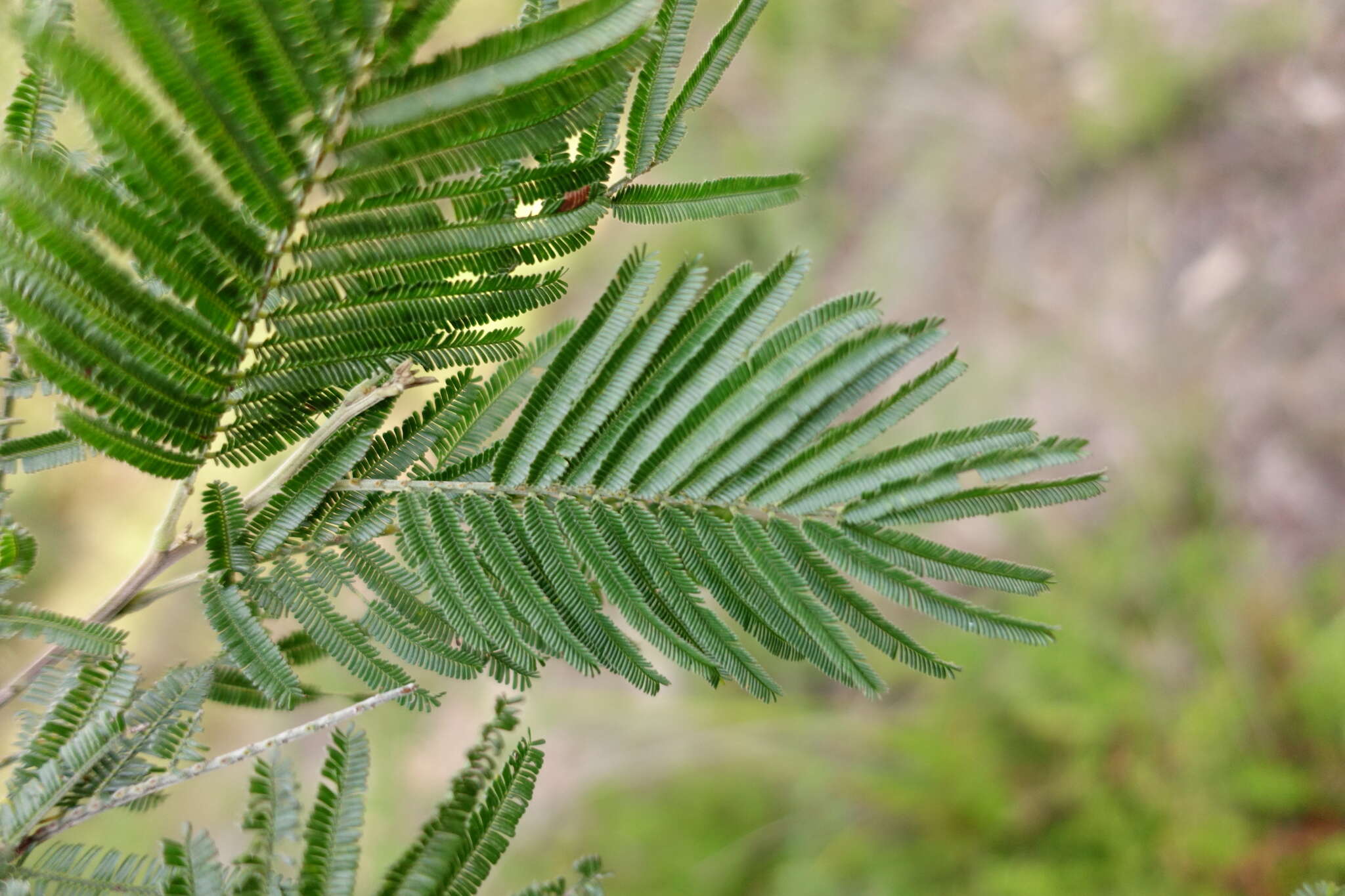 Imagem de Acacia nanodealbata J. H. Willis