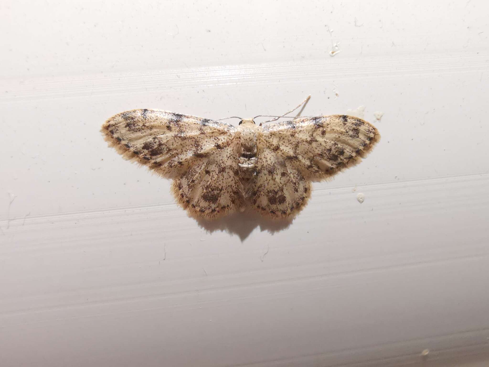 Image de Idaea contiguaria Hübner 1798