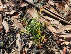 Image de <i>Daviesia <i>ulicifolia</i></i> subsp. ulicifolia