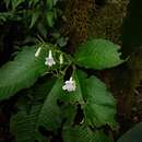 Streptocarpus fenestra-dei Weigend & T. J. Edwards resmi