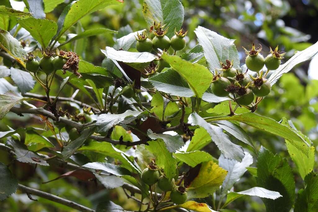 Image of manzanita tejocotera