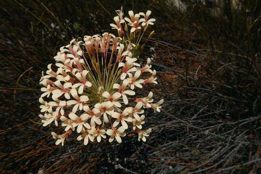 Image of Pelargonium fasciculaceum E. M. Marais