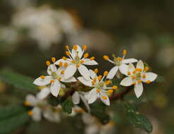 Image of Asterolasia asteriscophora subsp. albiflora Mole