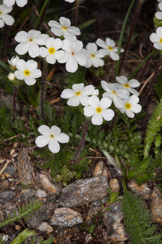 Image of Sweet-Flower Rock-Jasmine