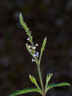 Слика од Verbena scabra Vahl