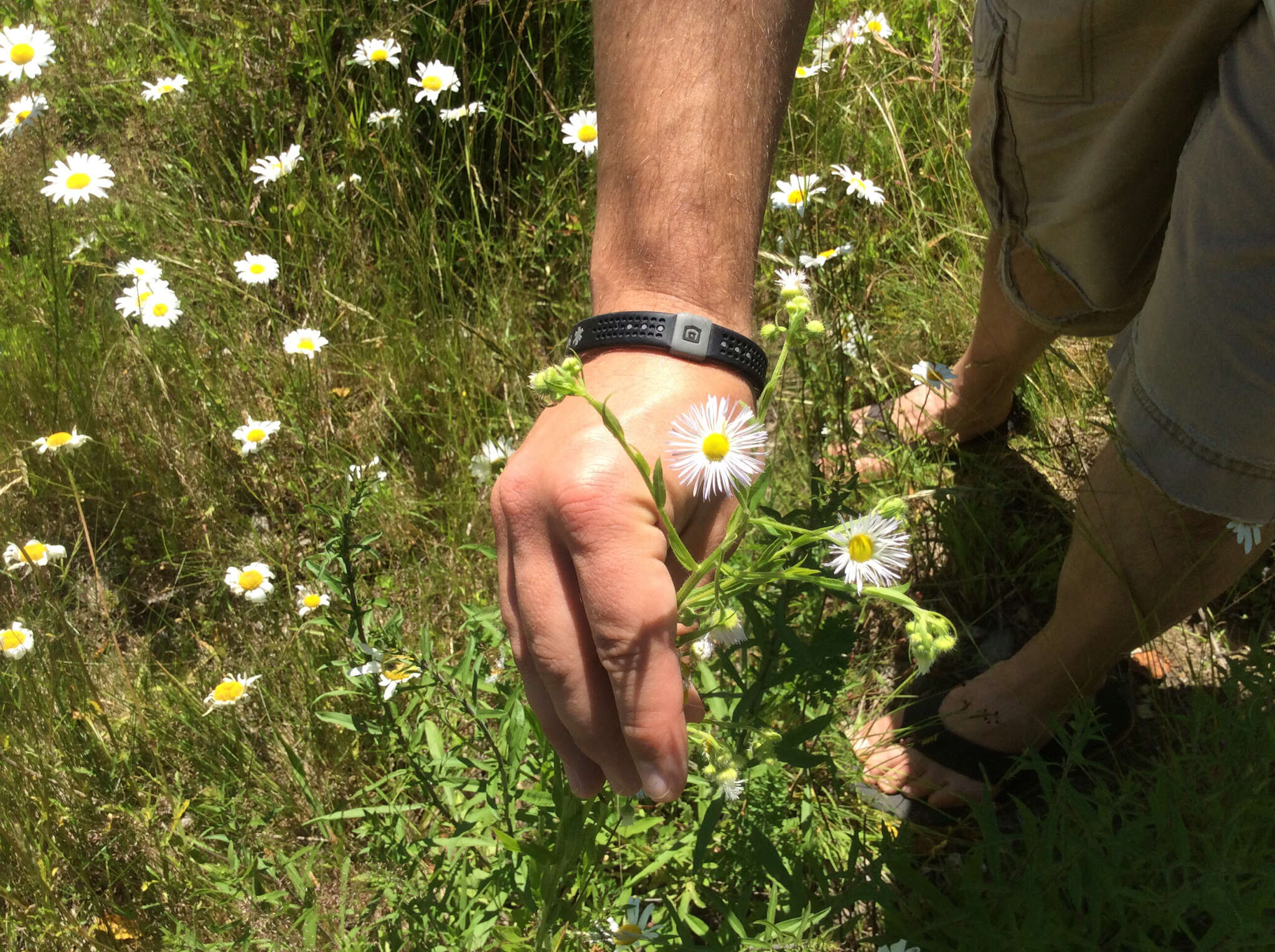 Image of eastern daisy fleabane