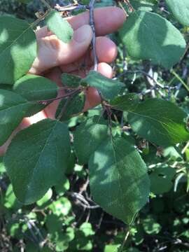 Image of Klamath plum