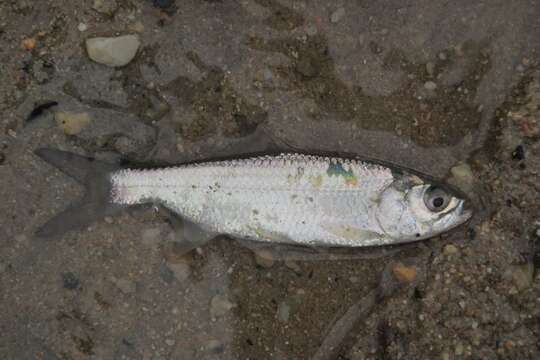 Image of tarpons