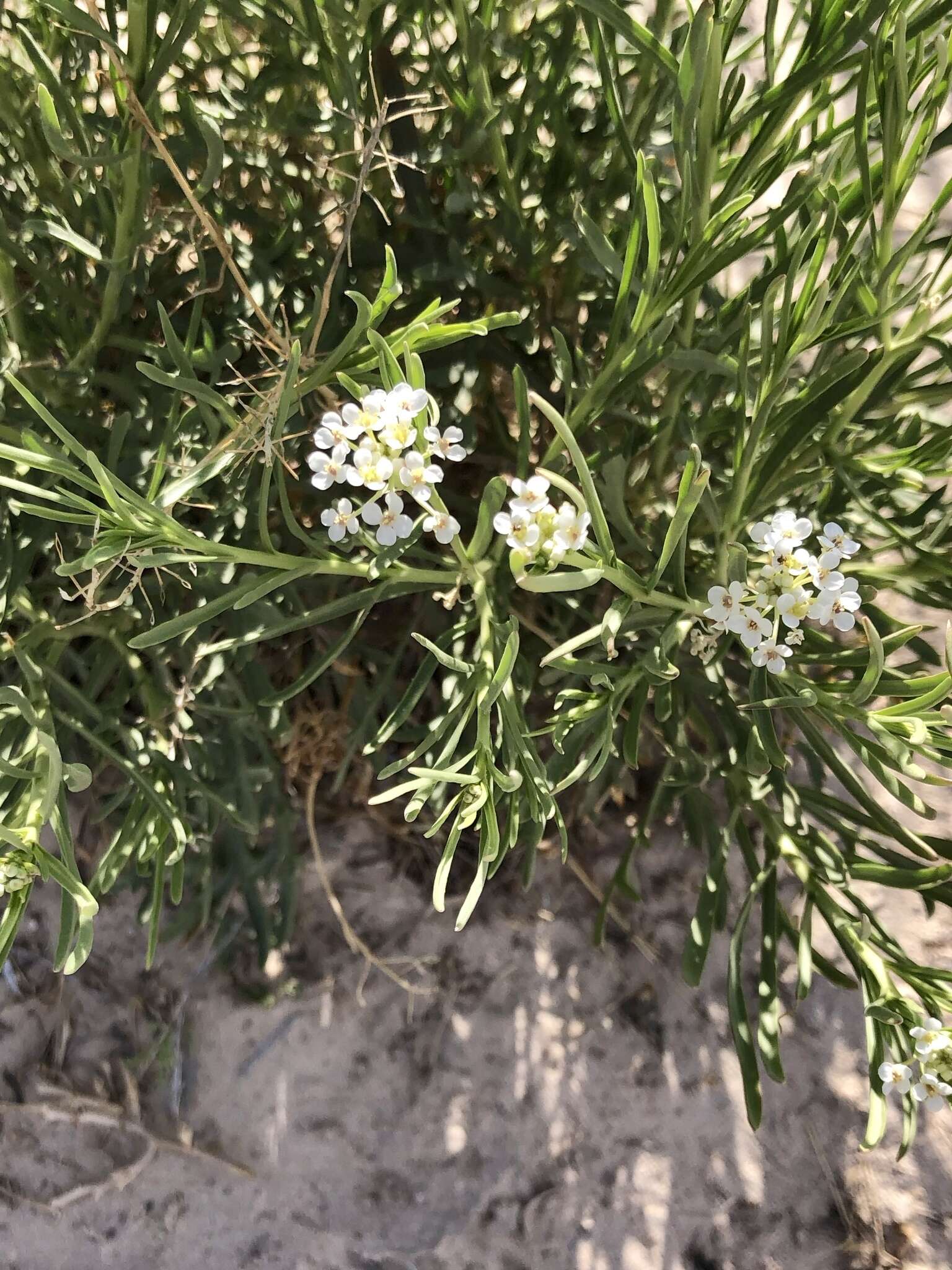 Image de Lepidium alyssoides A. Gray