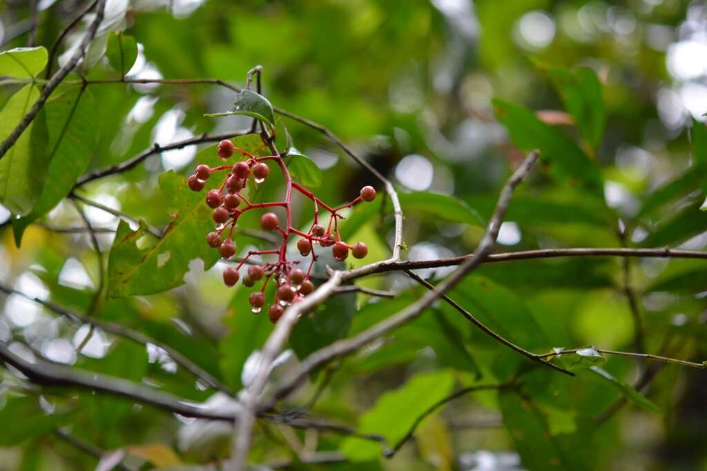 Image of Gentlea micranthera (J. D. Smith) Lundell