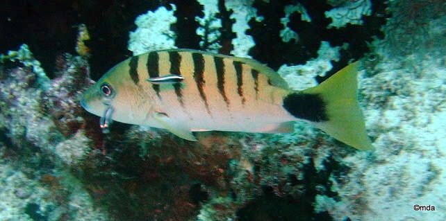 Image of Black-banded seaperch