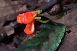 Imagem de Gasteranthus crispus (Mansf.) Wiehler