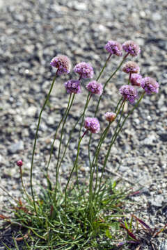 Image of Siberian sea thrift